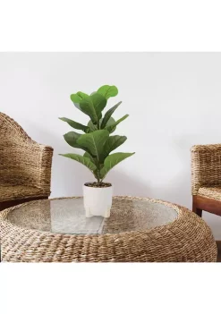 Bazaar Elements Plastic Fig in Ceramic Pot -Bazaar stoe Belk 293